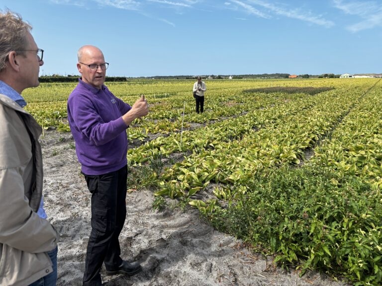 Fieldlab Bol werkt verder aan duurzame bollenteelt